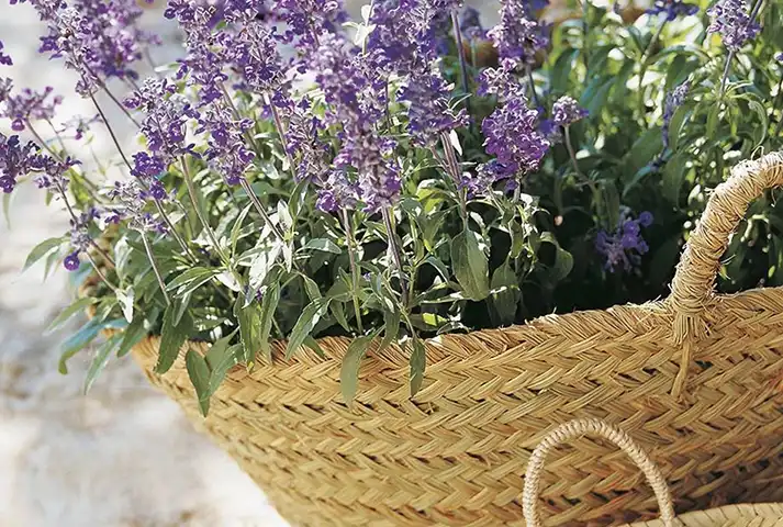 LAVANDA 