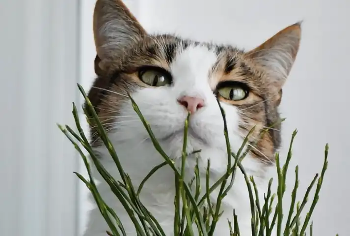 4-Gato observando planta