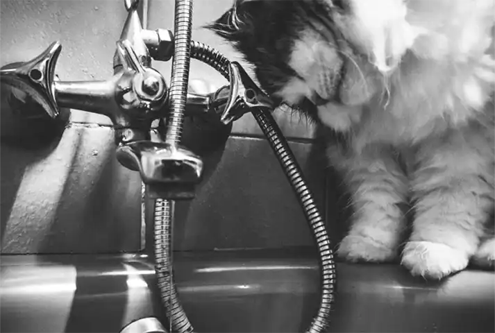 7-gato en una bañera