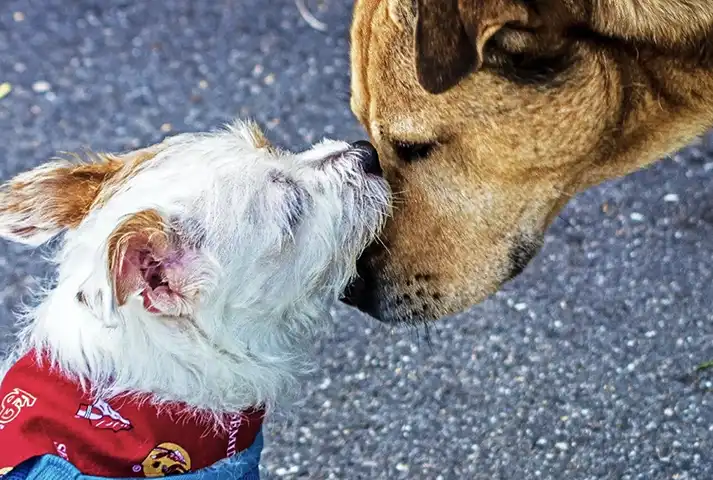 8-Perro besando a otro perro