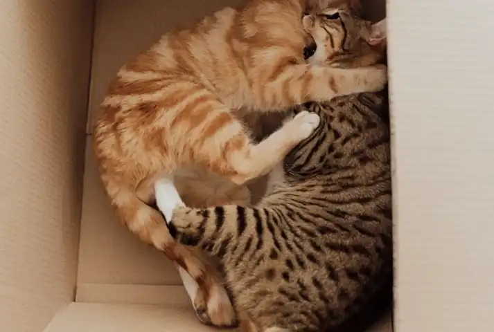 9-gatos jugando en una caja